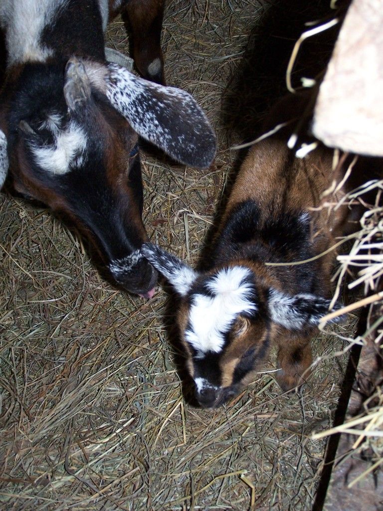 Another new baby today! (picture heavy) - Goats