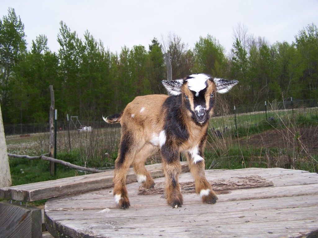 Another new baby today! (picture heavy) - Goats