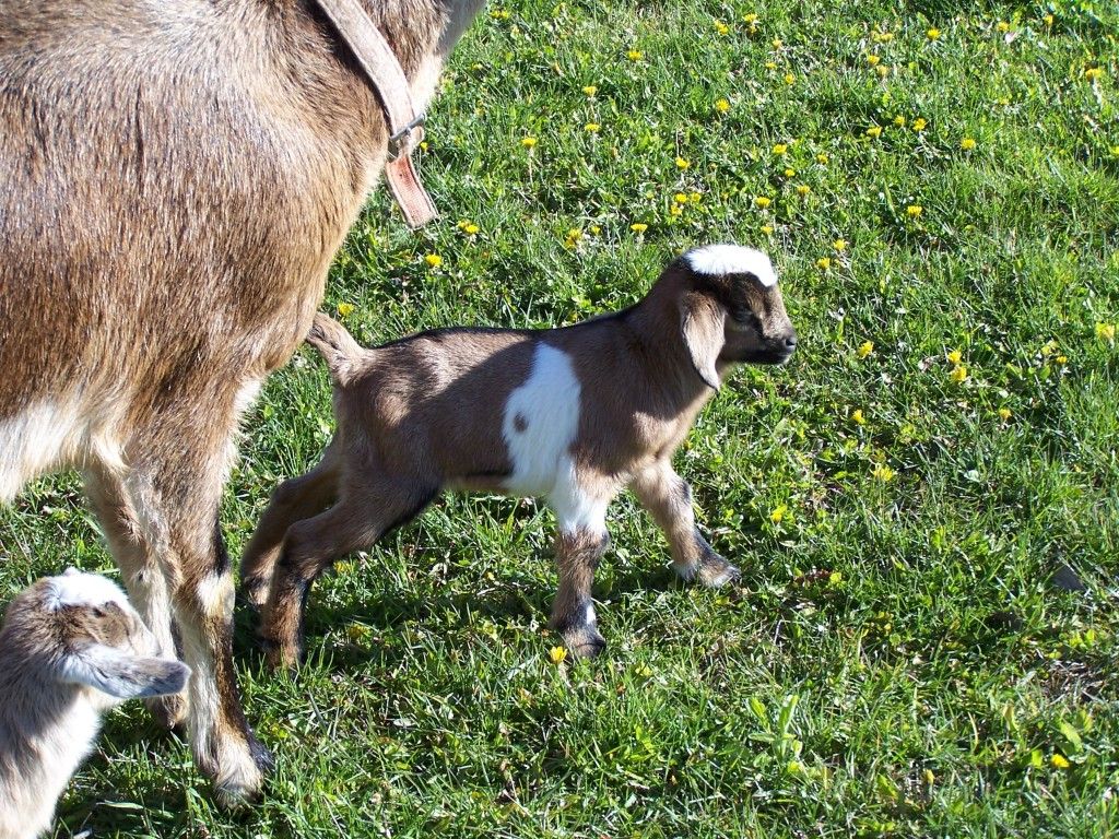 More Little goat pictures! ( Picture heavy) - Goats