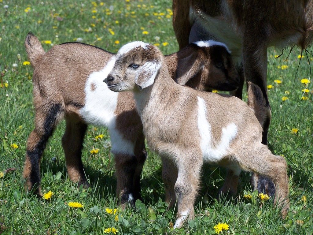 More Little goat pictures! ( Picture heavy) - Goats