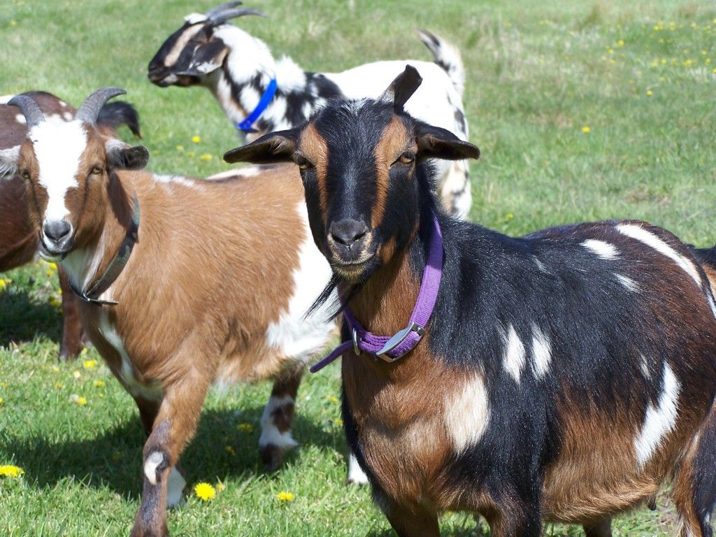More Little goat pictures! ( Picture heavy) - Goats