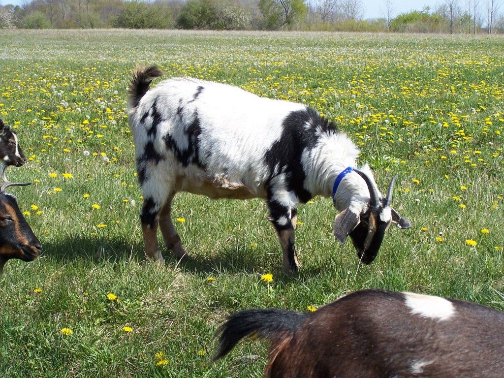 More Little goat pictures! ( Picture heavy) - Goats