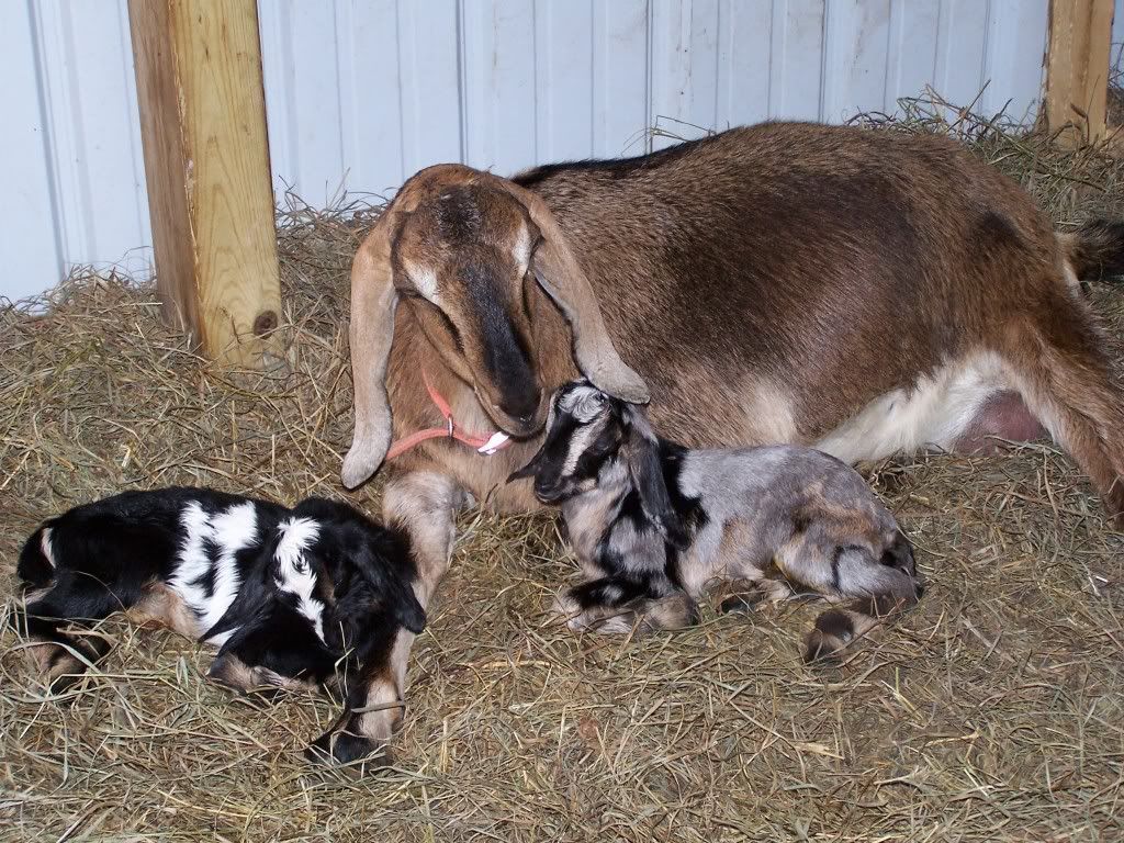 Last Babies for this year!! (pictures) - Goats