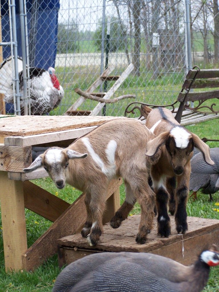 Another new baby today! (picture heavy) - Goats