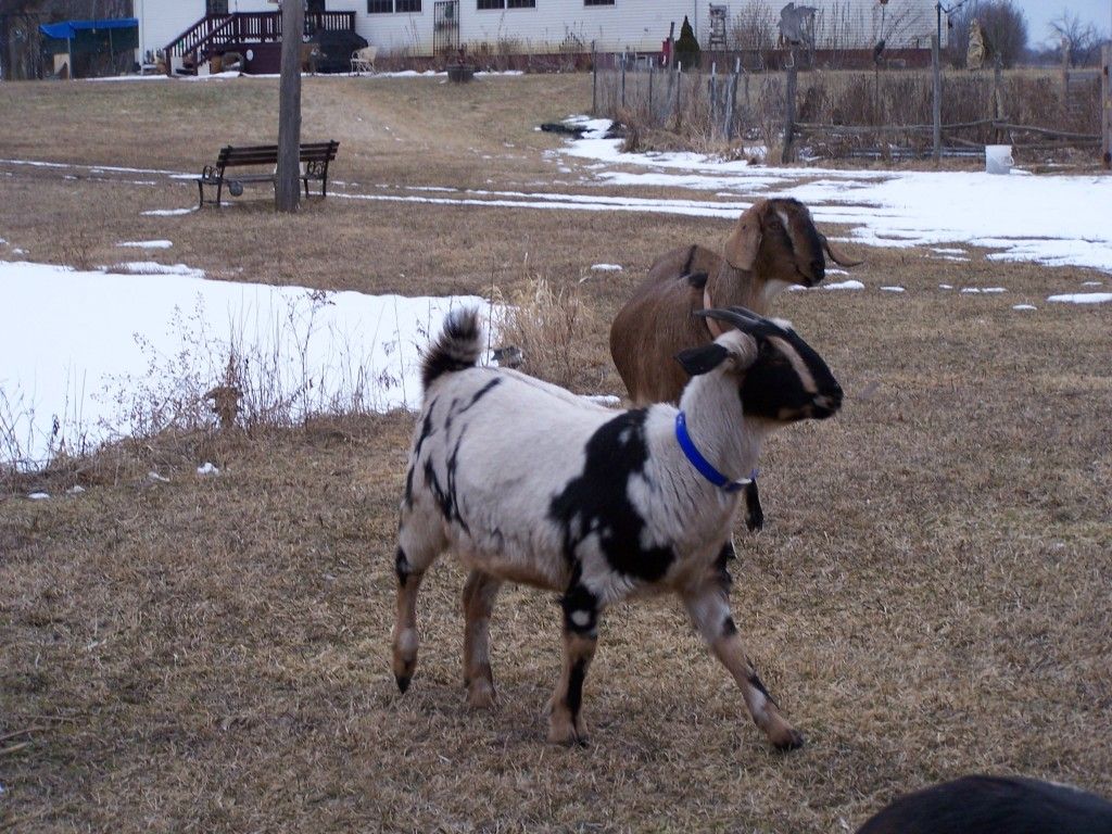 A few pictures - Goats