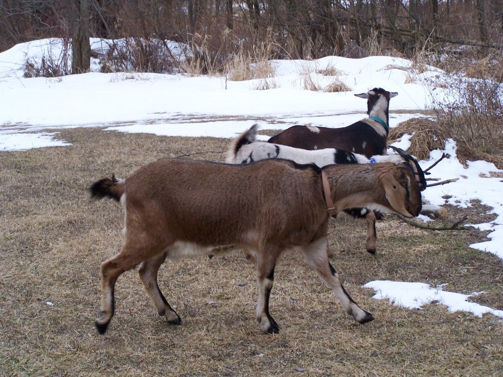 A few pictures - Goats