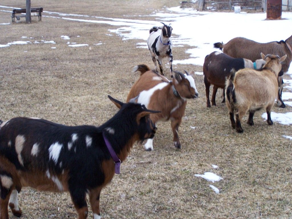 A few pictures - Goats