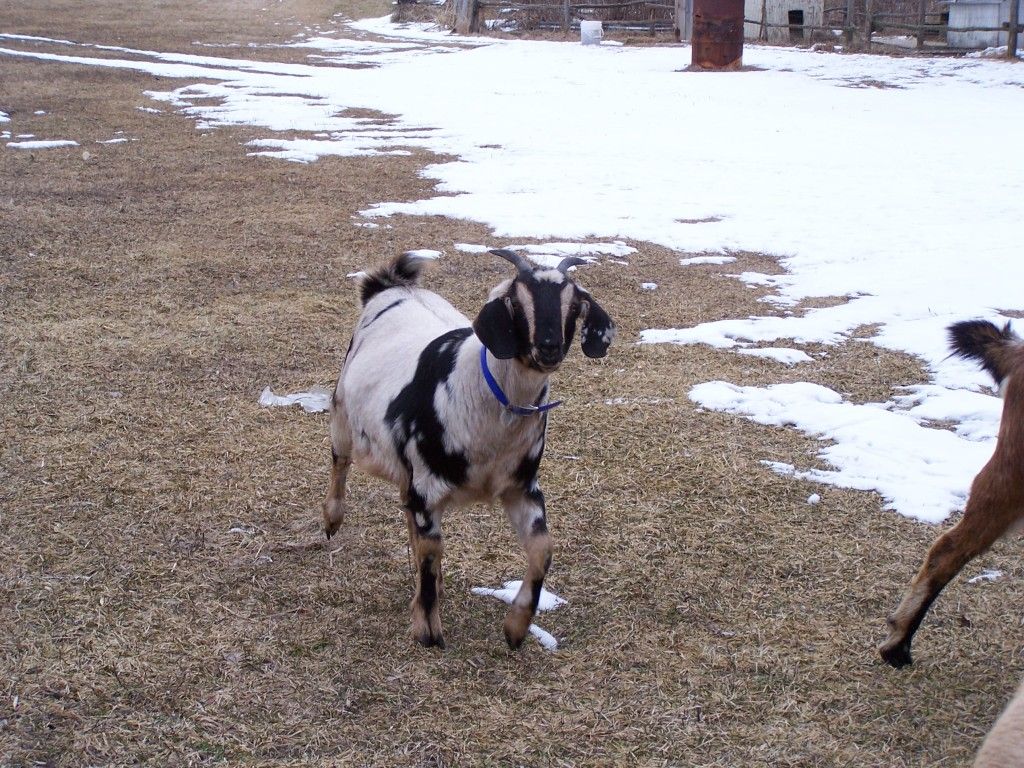 A few pictures - Goats