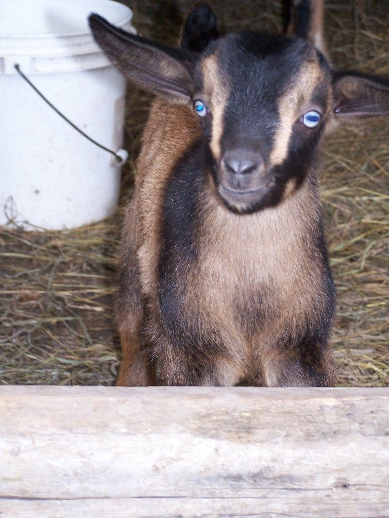 Another new baby today! (picture heavy) - Goats
