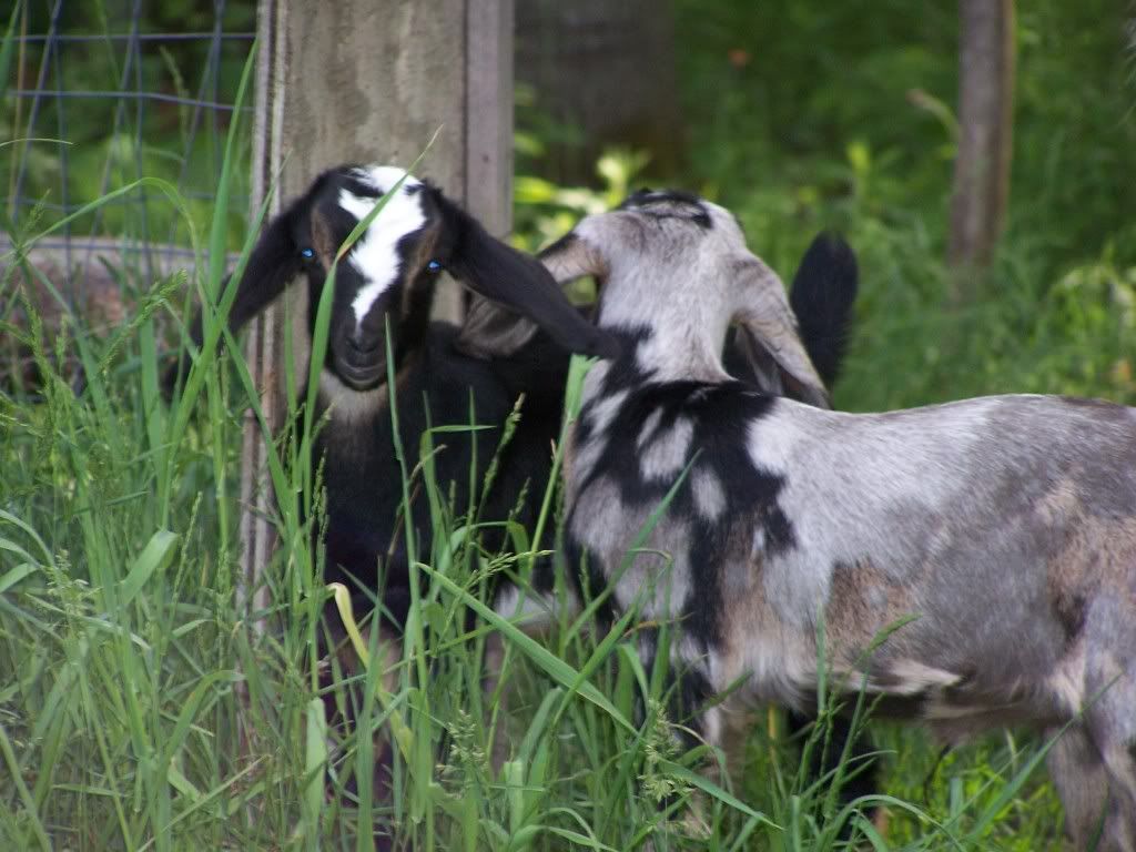 Please, someone send an new pic of the day thread! - Homesteading Questions