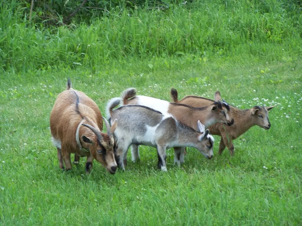 Please, someone send an new pic of the day thread! - Homesteading Questions