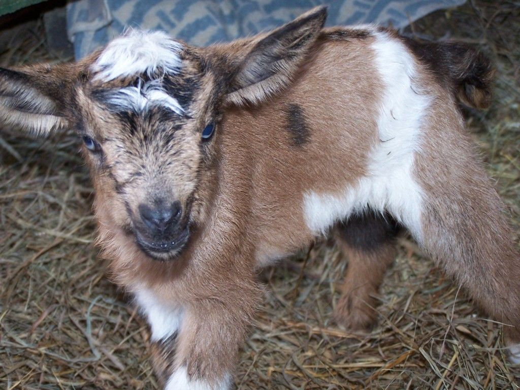 We got Twin GIRLS this time!!(pictures of course) - Goats