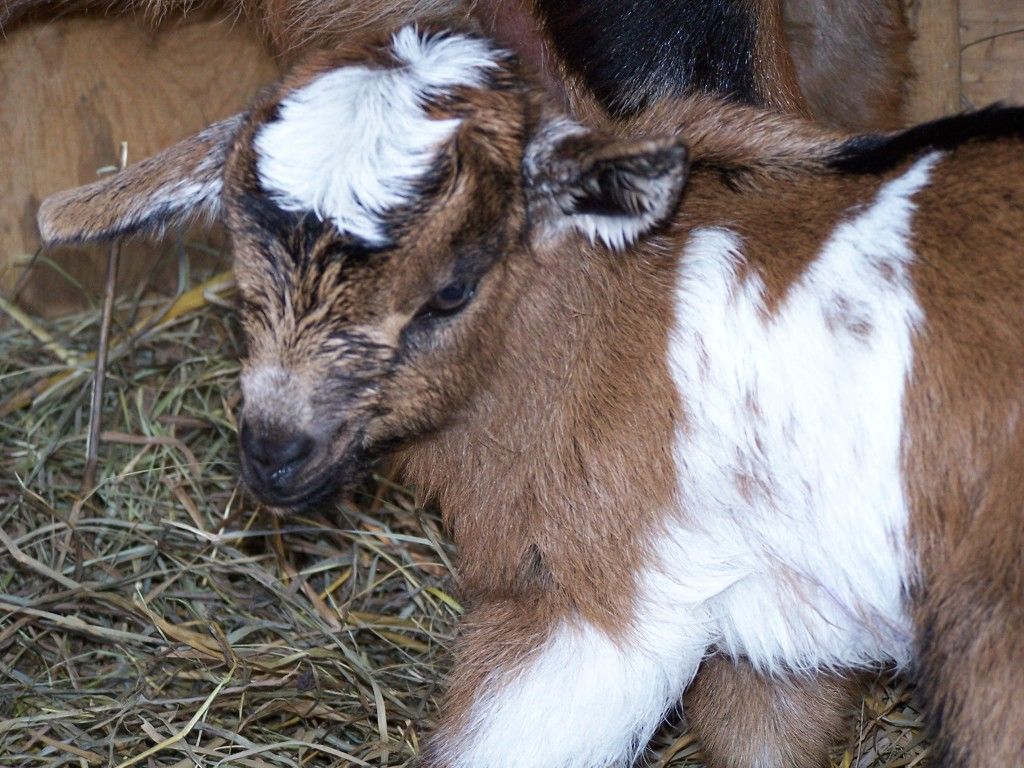 We got Twin GIRLS this time!!(pictures of course) - Goats