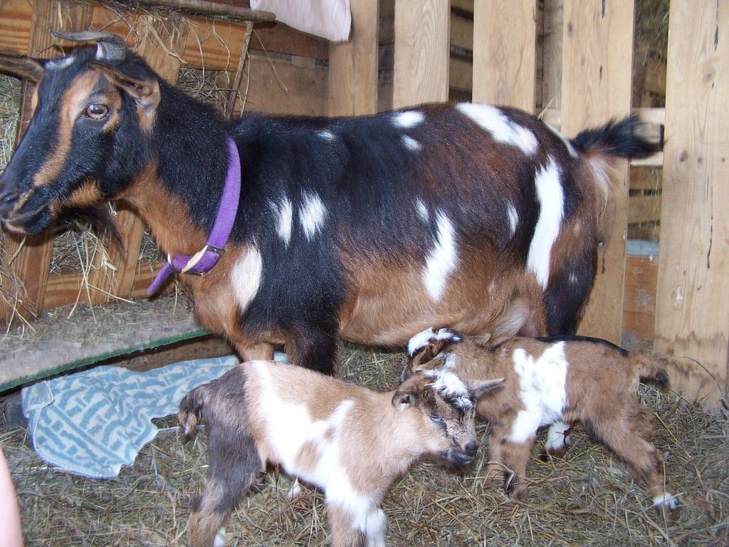 We got Twin GIRLS this time!!(pictures of course) - Goats