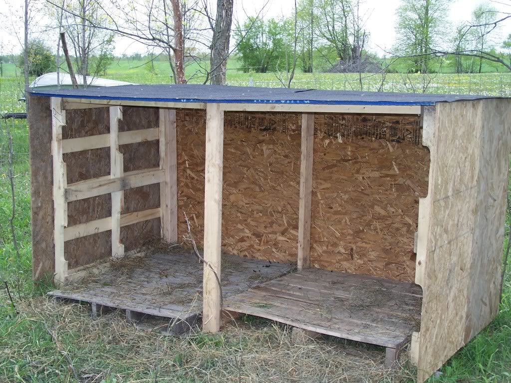 I am so proud of myself - Goats