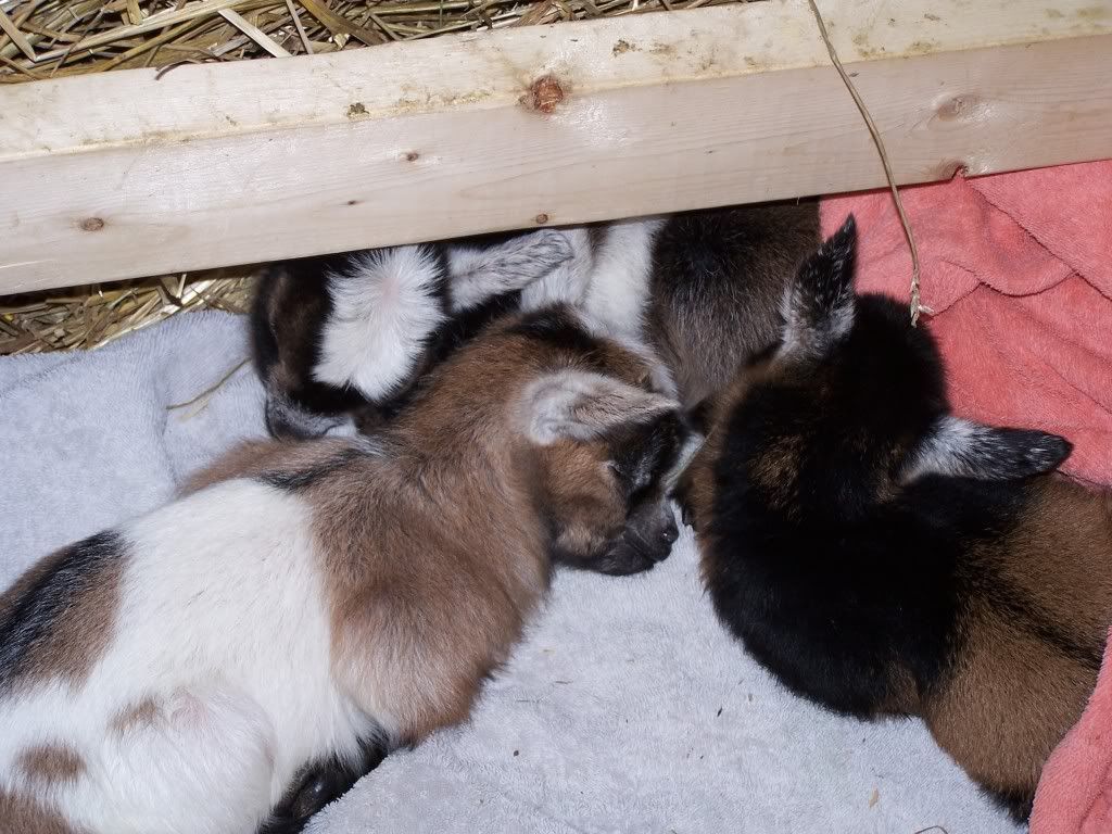 The new Triplets - Goats