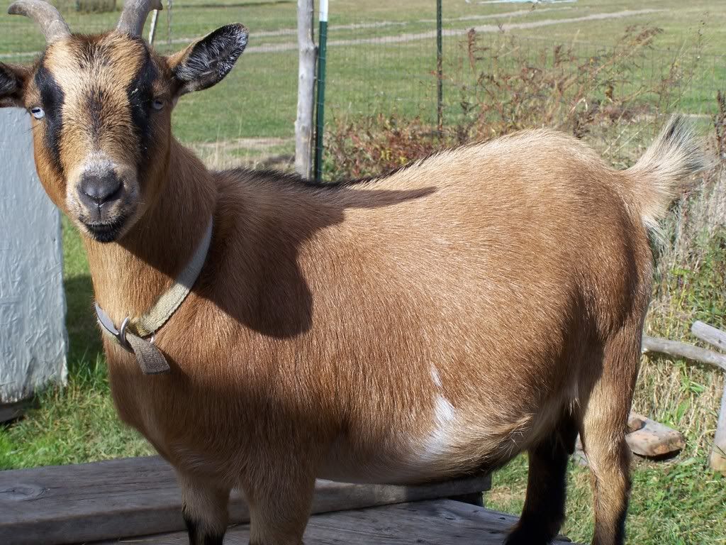 Fatty Fatty 2 X 4 - Goats