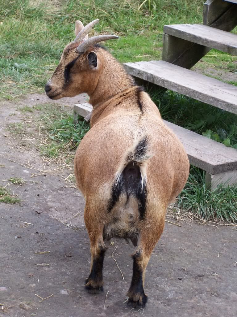 Fatty Fatty 2 X 4 - Goats