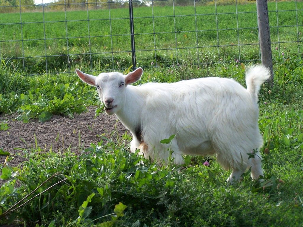 Pictures of our new little buck - Goats