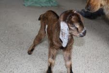 My New start to Registered! - Goats