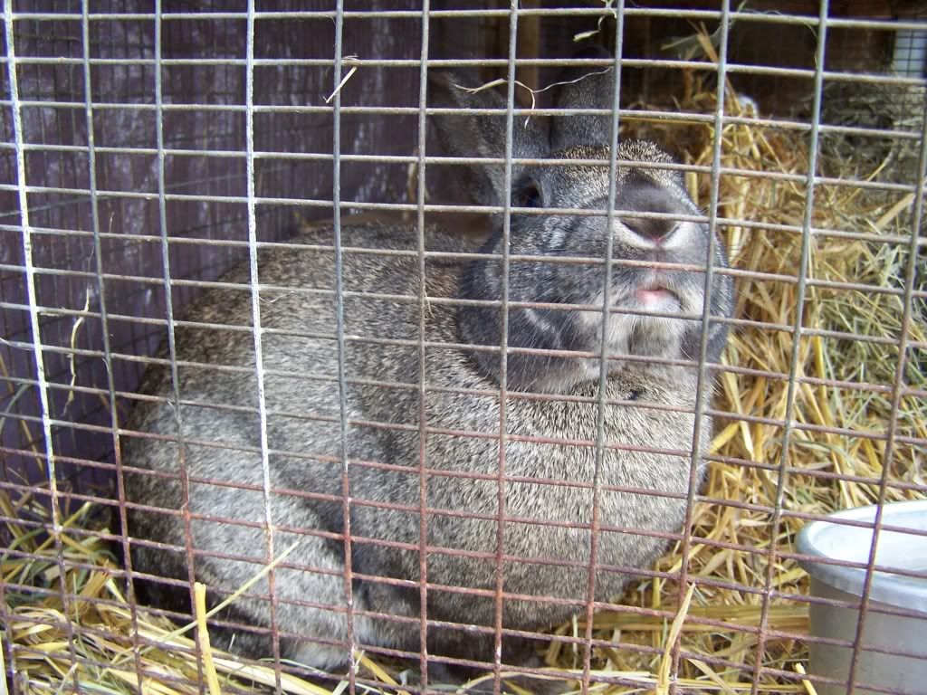 What color do you call this? - Rabbits