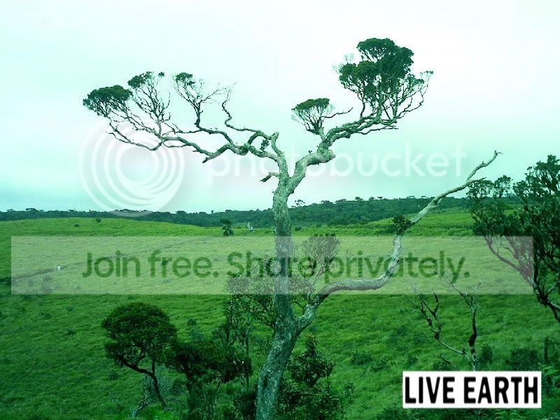 BeautifulTreeonthewaytotheEndoftheW.jpg