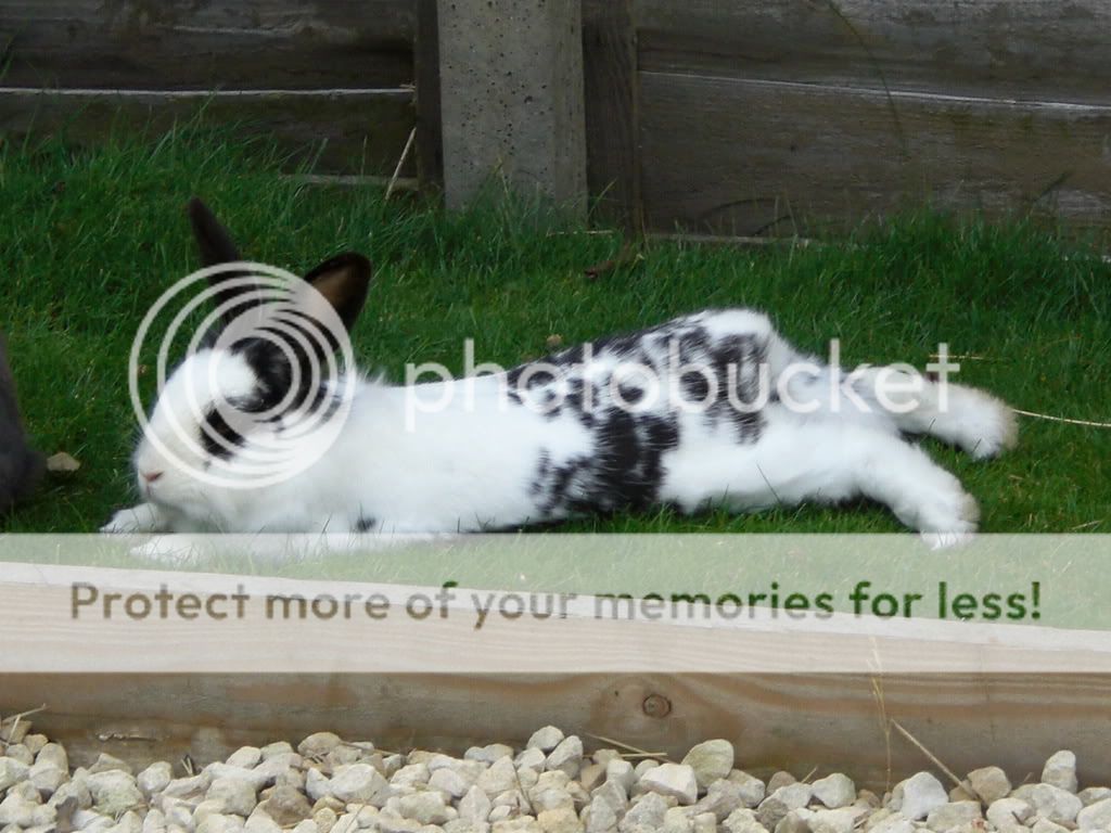 Available Rescue: - Phoebe a gorgeous friendly girl | Rabbits United