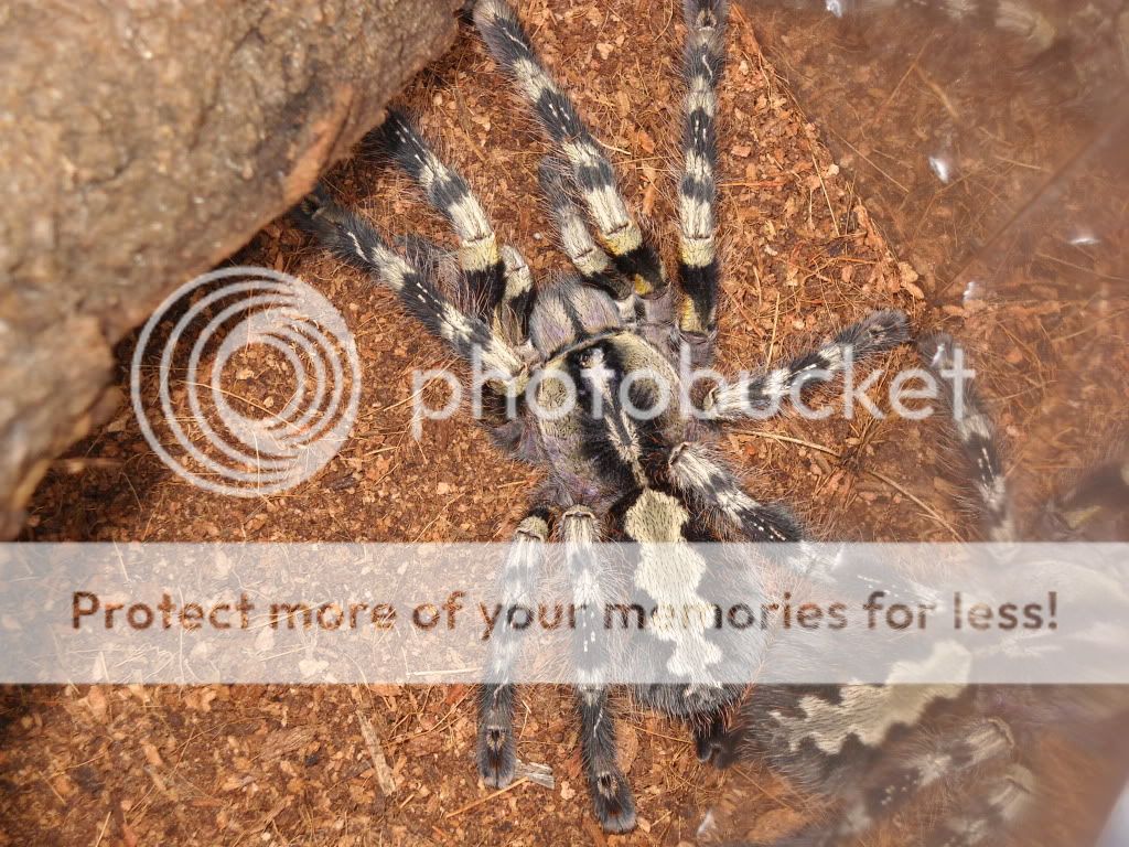 P.Striata | Arachnoboards